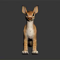 Orange Furred Animal With Large Ears White Underbelly And Black Tail Standing On Shiny Surface