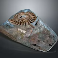 Ammonite Fossil Embedded In Blue Gray Rock With Labeled Number And Cracks