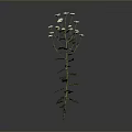 Tall Single Plant With Green Stem White Flowers And Lush Green Leaves