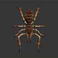 Brown and Orange Solifugae Arachnid With Large Pincers And Long Legs Close Up