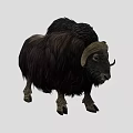 Black Yak With Thick Long Hair And Large Curved Horns On Gray Background