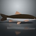 Catfish Carp Sturgeon Bass Freshwater Fish Various Carp Grass Carp Crucian Carp 3d model