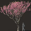 Arbor With Blooming Pink Flowers Curved Trunk And Person Walking Against Dark Background