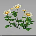 Beautiful Blooming White Daisies with Lush Green Leaves on Black Background
