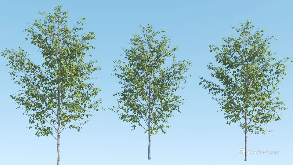 Three Arbor Trees With Green Leaves Against Blue Sky Background 3d model