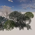 Diverse Plant Combination With Various Tree Species And Lush Green Foliage