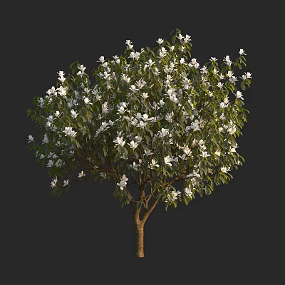 Blooming Arbor With White Flowers Green Leaves Brown Trunk On Dark Background 3d model