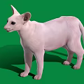 Pink Cat Standing Pose on Green Background with Large Ears and Bright Eyes