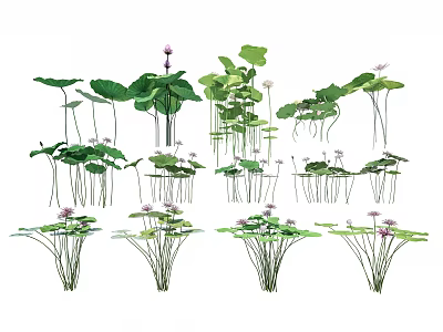 Various Aquatic Plants with Green Leaves and Purple Flowers in Water Garden 3d model