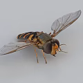 Hoverfly With Striped Body Large Compound Eyes And Transparent Wings On White Background
