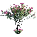 Ornamental Tree With Pink Flowers And Dense Green Foliage In Garden