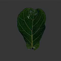 Fresh Green Leaf With Clear Yellow Veins And Glossy Surface On Gray Background