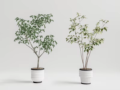 Bonsai Potted Trees In White Ceramic Pots With Green Foliage For Indoor Decor 3d model