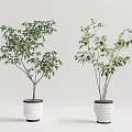 Bonsai Potted Trees In White Ceramic Pots With Green Foliage For Indoor Decor