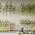Various Bamboo Plant Types in Potted Decorative Arrangements with Stones and Lush Green Foliage