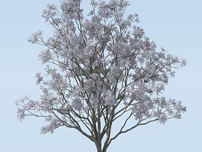 Tall Blossoming Arbor With Abundant White Flowers Against Clear Light Blue Sky 3d model