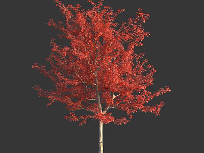 Arbor With Red Leaves And Vibrant Foliage Against Dark Background 3d model
