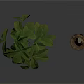Indoor Green Leafy Plant And Potted Stem Plant In Simple Containers