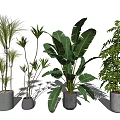 Indoor Bonsai Potted Plants With Various Green Leaves And Decorative Pots