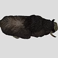 Black Yak With Thick Long Hair And Large Curved Horns On Gray Background