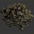 Unique Natural Yellow Brown Coral Reef Structure Formed by Aquatic Animals