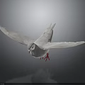 White Pigeon With Spread Wings And Red Feet On Dark Reflective Background
