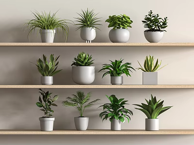 Indoor Decorative Potted Plants Arranged On Wooden Shelves With Various Green Foliage 3d model