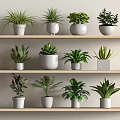 Indoor Decorative Potted Plants Arranged On Wooden Shelves With Various Green Foliage