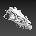 Detailed Dinosaur Skull Fossil With Anatomical Skeletal Structure On Gray Background