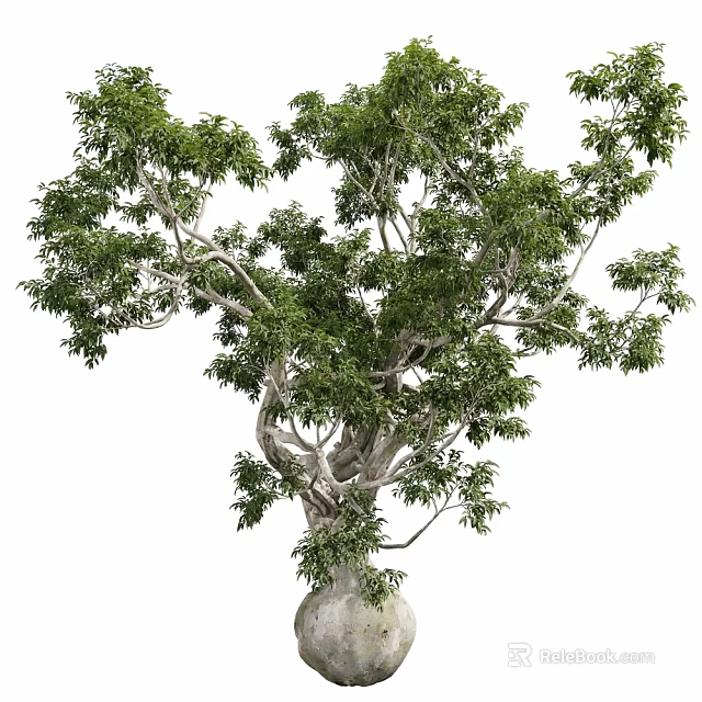 Arbor Showcasing Lush Green Foliage Twisted Trunk And Natural Growth Habit 3d model 