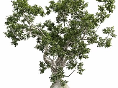 Arbor Showcasing Lush Green Foliage Twisted Trunk And Natural Growth Habit 3d model