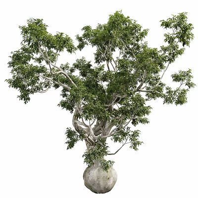 Arbor Showcasing Lush Green Foliage Twisted Trunk And Natural Growth Habit 3d model