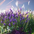Lavender Shrub with Purple Flowers White Grasses and Green Foliage in Garden