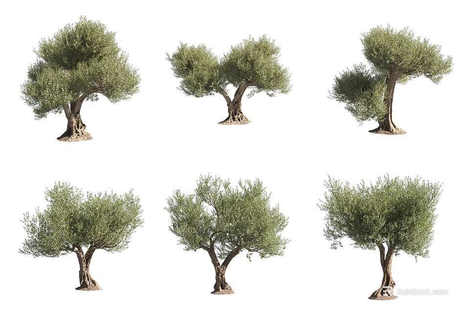 Various Olive Trees With Different Growth Shapes And Lush Green Foliage 3d model 