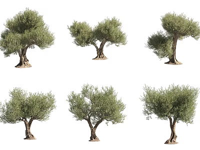 Various Olive Trees With Different Growth Shapes And Lush Green Foliage 3d model
