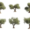 Various Olive Trees With Different Growth Shapes And Lush Green Foliage