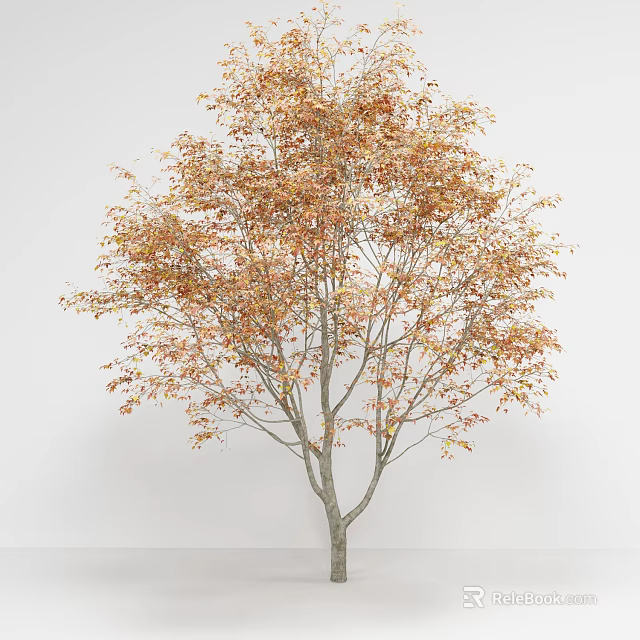Deciduous Tree With Orange Yellow Leaves And Slender Trunk In Autumn 3d model 