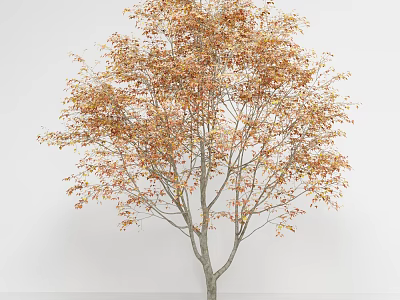 Deciduous Tree With Orange Yellow Leaves And Slender Trunk In Autumn 3d model