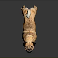 Adorable Light Brown Pug Standing on Dark Background with Shiny Reflection