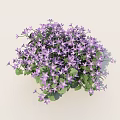 Vibrant Purple Flowers With Green Leaves In Lush Blooming Cluster For Garden