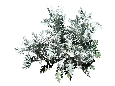 Lush Ornamental Plants With Silver Green Feathery Leaves For Garden And Home Decor 3d model