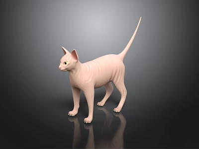 Pink Hairless Sphynx Cat Standing On Black Surface With Reflection And Grey Background 3d model