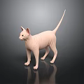 Pink Hairless Sphynx Cat Standing On Black Surface With Reflection And Grey Background