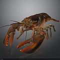 Vibrant Red Lobster With Glossy Shell And Open Claws On Black Surface