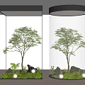 Indoor Landscape With Transparent Glass Containers Trees Stones Green Plants And Small Lights
