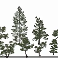 Various Evergreen Arbor Trees With Different Trunk Shapes And Lush Green Foliage