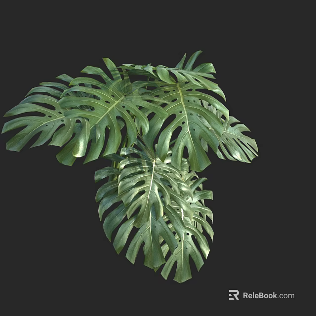 Lush Monstera Potted Plant With Large Split Leaves For Indoor Green Decoration 3d model 