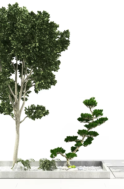 Tall Arbor With Small Shrubs In Square Concrete Planter White Pebbles And White Background 3d model