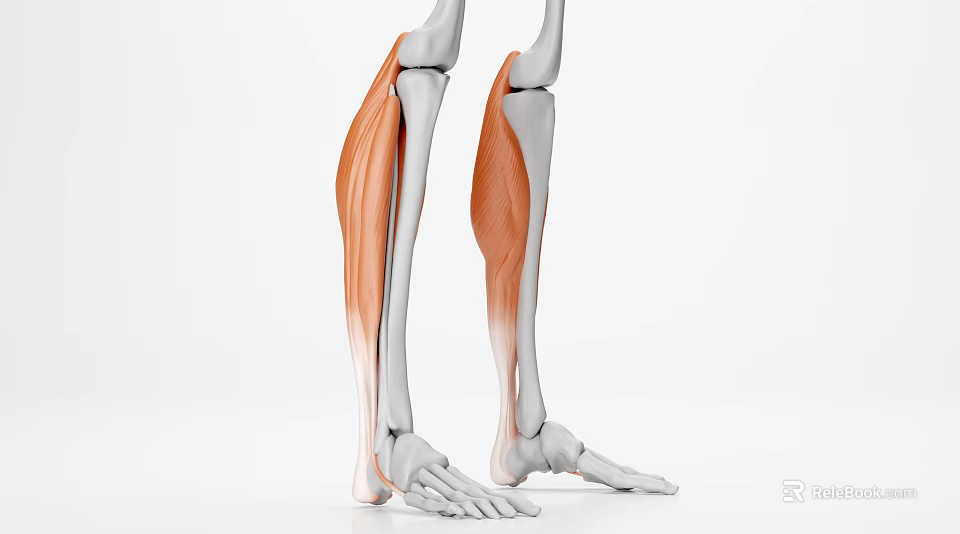 Human Leg Muscles And Bone Structure In Detailed 3D Anatomical Illustration 3d model 