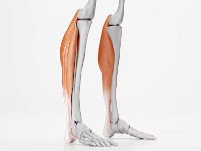 Human Leg Muscles And Bone Structure In Detailed 3D Anatomical Illustration 3d model